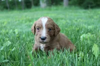 Cuddles , a male Goldendoodle for sale in New Oxford, PA – 2 of 2