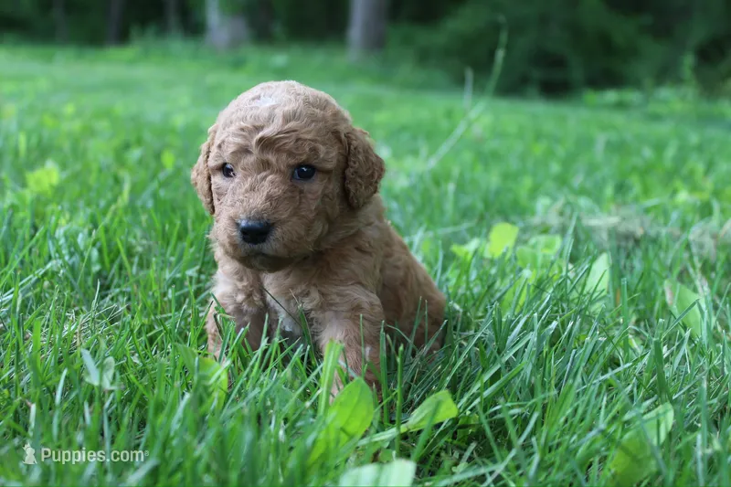 Violet - F1B – Goldendoodle puppy for sale in New Oxford, PA