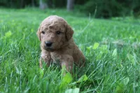 Violet - F1B, a female Goldendoodle for sale in New Oxford, PA – 1 of 1