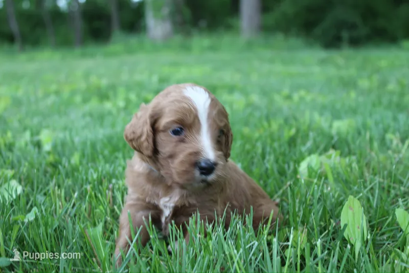 Cuddles  – Goldendoodle puppy for sale in New Oxford, PA