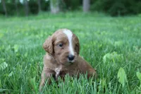 Cuddles , a male Goldendoodle for sale in New Oxford, PA – 1 of 2