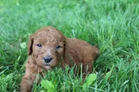 Diamond , a female Goldendoodle for sale in New Oxford, PA – 4 of 5