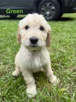 Green, a male Goldendoodle for sale in Jefferson, GA – 1 of 1