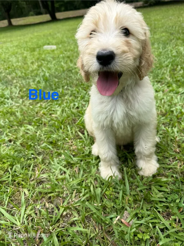 Blue – Goldendoodle puppy for sale in Jefferson, GA