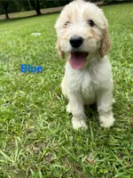 Blue, a male Goldendoodle for sale in Jefferson, GA – 1 of 1