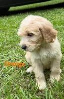Orange, a male Goldendoodle for sale in Jefferson, GA – 1 of 1