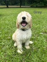 Gray, a male Goldendoodle for sale in Jefferson, GA – 1 of 1