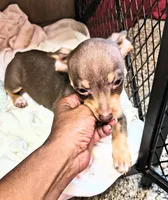 Miracle , a female Chihuahua for sale in Clarkston, GA – 4 of 4