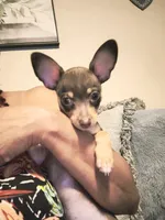 Miracle , a female Chihuahua for sale in Clarkston, GA – 2 of 4