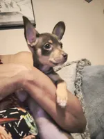 Miracle , a female Chihuahua for sale in Clarkston, GA – 3 of 4
