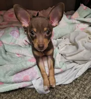 Miracle , a female Chihuahua for sale in Clarkston, GA – 1 of 4