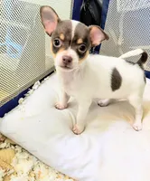 Athena, a female Chihuahua for sale in Clarkston, GA – 5 of 5