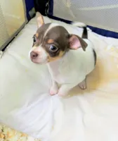 Athena, a female Chihuahua for sale in Clarkston, GA – 2 of 5