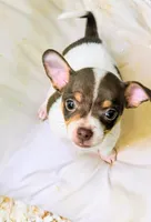 Athena, a female Chihuahua for sale in Clarkston, GA – 1 of 5