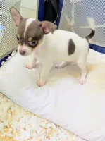 Athena, a female Chihuahua for sale in Clarkston, GA – 4 of 5