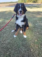 Rooster- AKC Eligible Bernese Mountain Dog, a male Bernese Mountain Dog for sale in Effingham, IL – 2 of 2