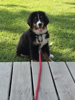 Rooster, a male Bernese Mountain Dog for sale in Beecher City, IL – 2 of 3