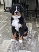 Rooster, a male Bernese Mountain Dog for sale in Beecher City, IL – 3 of 3