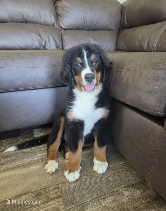 Rooster – Bernese Mountain Dog puppy for sale in Beecher City, IL