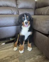 Rooster, a male Bernese Mountain Dog for sale in Beecher City, IL – 1 of 2