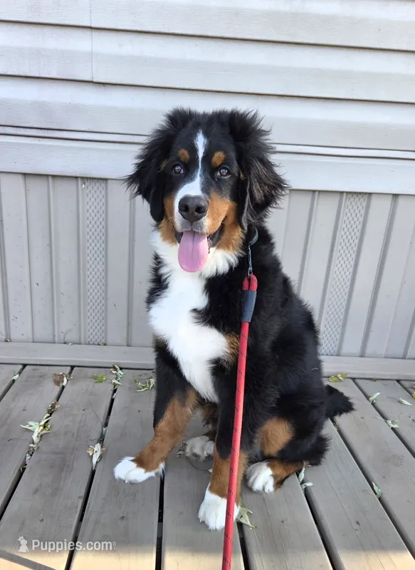 Rooster- AKC Eligible Bernese Mountain Dog – Bernese Mountain Dog puppy for sale in Effingham, IL