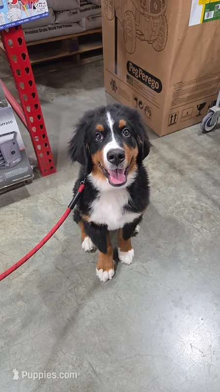 Rooster – Bernese Mountain Dog puppy for sale in Beecher City, IL