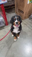 Rooster, a male Bernese Mountain Dog for sale in Beecher City, IL – 1 of 3