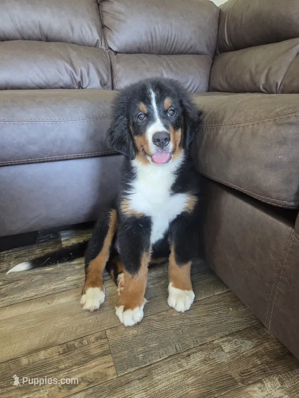 Rooster – Bernese Mountain Dog puppy for sale in Beecher City, IL