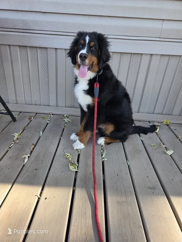Rooster- AKC Eligible Bernese Mountain Dog – Bernese Mountain Dog puppy for sale in Effingham, IL