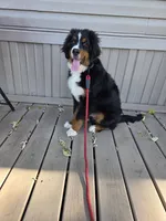 Rooster- AKC Eligible Bernese Mountain Dog, a male Bernese Mountain Dog for sale in Effingham, IL – 1 of 2