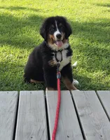 Rooster, a male Bernese Mountain Dog for sale in Beecher City, IL – 2 of 2