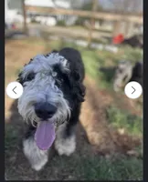 Tillie, a female Bernedoodle for sale in Muscle Shoals, AL – 2 of 3