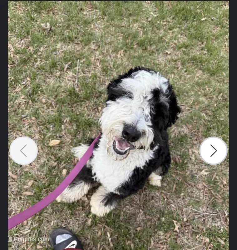Tillie – Bernedoodle puppy for sale in Muscle Shoals, AL