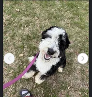 Tillie, a female Bernedoodle for sale in Muscle Shoals, AL – 1 of 3