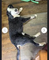 Tillie, a female Bernedoodle for sale in Muscle Shoals, AL – 3 of 3