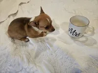 TUTU, a male Chihuahua for sale in North Brunswick, NJ – 7 of 8