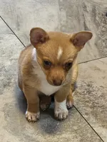TUTU, a male Chihuahua for sale in North Brunswick, NJ – 4 of 8