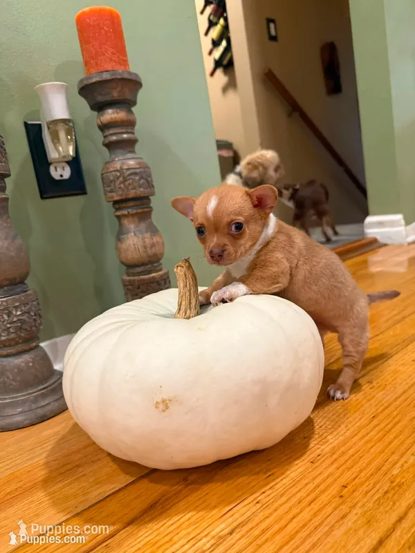 TUTU – Chihuahua puppy for sale in North Brunswick, NJ