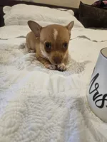 TUTU, a male Chihuahua for sale in North Brunswick, NJ – 8 of 8
