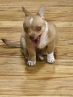 TUTU, a male Chihuahua for sale in North Brunswick, NJ – 2 of 8