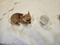 TUTU, a male Chihuahua for sale in North Brunswick, NJ – 6 of 8