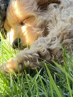 Nugget, a male Cockapoo for sale in Roseville, CA – 6 of 8