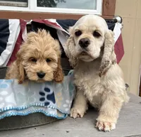 Nugget, a male Cockapoo for sale in Roseville, CA – 3 of 8