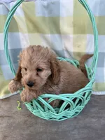 Nugget, a male Cockapoo for sale in Roseville, CA – Photo 3 of 3