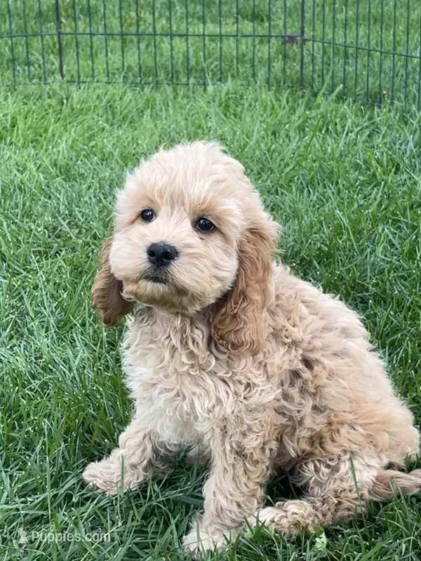 Nugget – Cockapoo puppy for sale in Roseville, CA