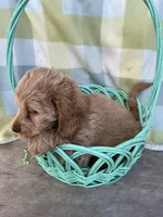 Nugget, a male Cockapoo for sale in Roseville, CA – Photo 2 of 3