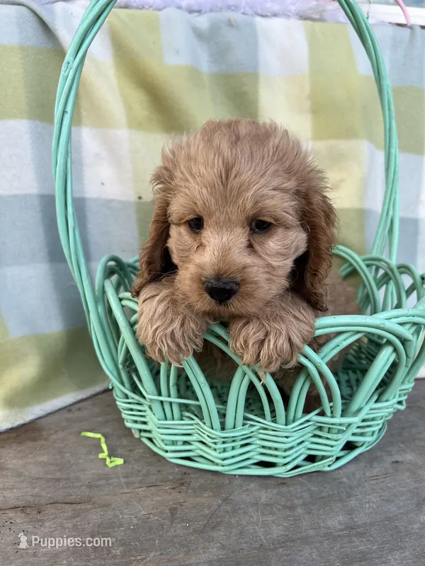 Nugget – Cockapoo puppy for sale in Roseville, CA