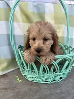 Nugget, a male Cockapoo for sale in Roseville, CA – Photo 1 of 3
