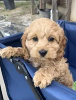 Nugget, a male Cockapoo for sale in Roseville, CA – 7 of 8