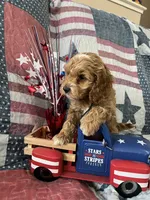 Teddy bear, a male Cockapoo for sale in Roseville, CA – 4 of 7